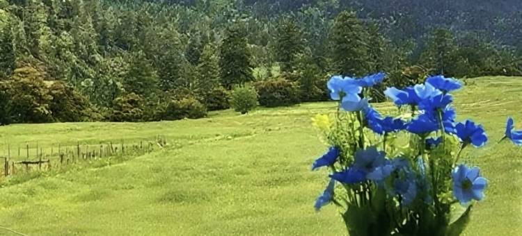 林芝·鲁朗丨Natural oxygen bar财鹿庄园(鲁朗国际旅游小镇店)图片