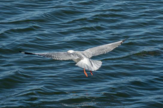 青绿·流水望月海景度假酒店图片