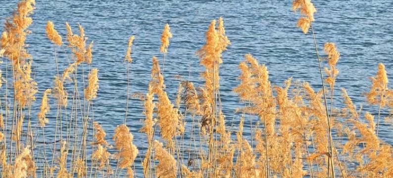 飞茑集民宿(中卫店)图片
