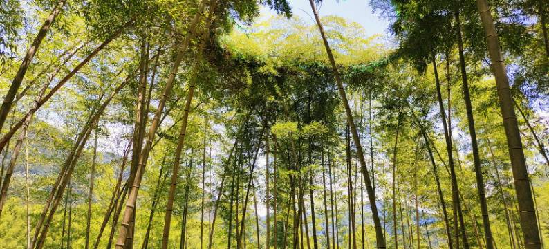 松阳云夕天域精品民宿(横坑村店)图片