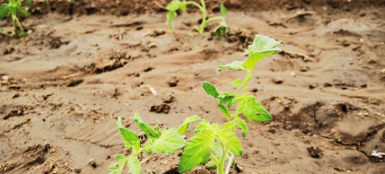 彩云山庄度假村图片