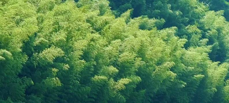 见峦山·观景·溯溪·星空度假美宿(西津野渡葛洪仙居竹筏码头店)图片