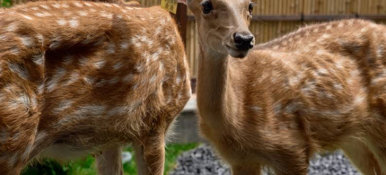 天台易林阁·鹿隐仙踪山景美宿(国清寺景区店)图片
