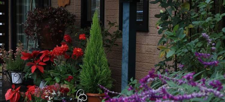 IZU花缘(IZUKAEN)图片