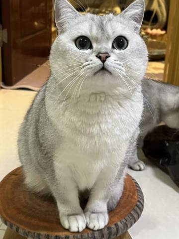 汕头万象城格幕·S轻居(龙眼南路美食街店)图片