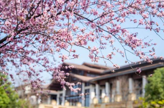 武汉光谷希尔顿酒店图片