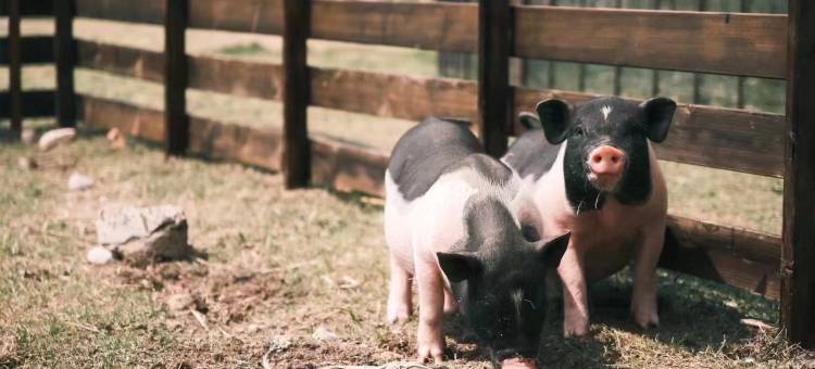 ANQUI安葵精品酒店(三垟湿地店)图片