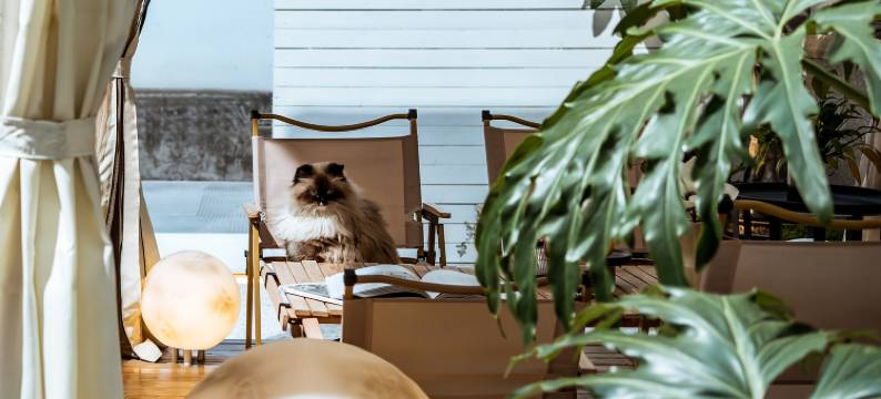 大理古城畔夏花开客栈图片