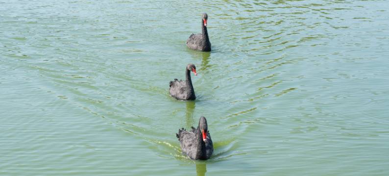 在水一方生态酒店图片