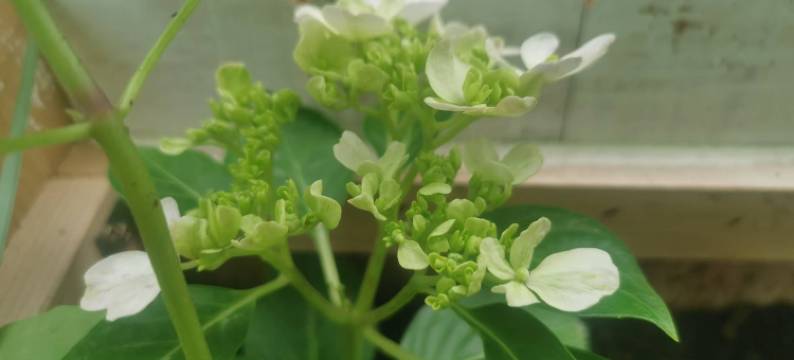 星诚悦客民宿酒店(重庆悦来国博会展中心店)图片