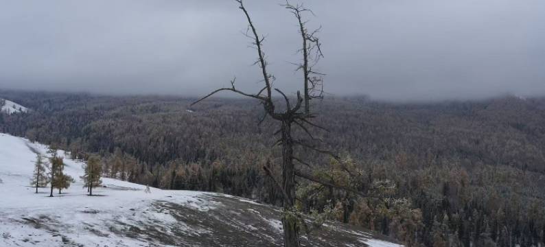 白哈巴野自在民宿图片