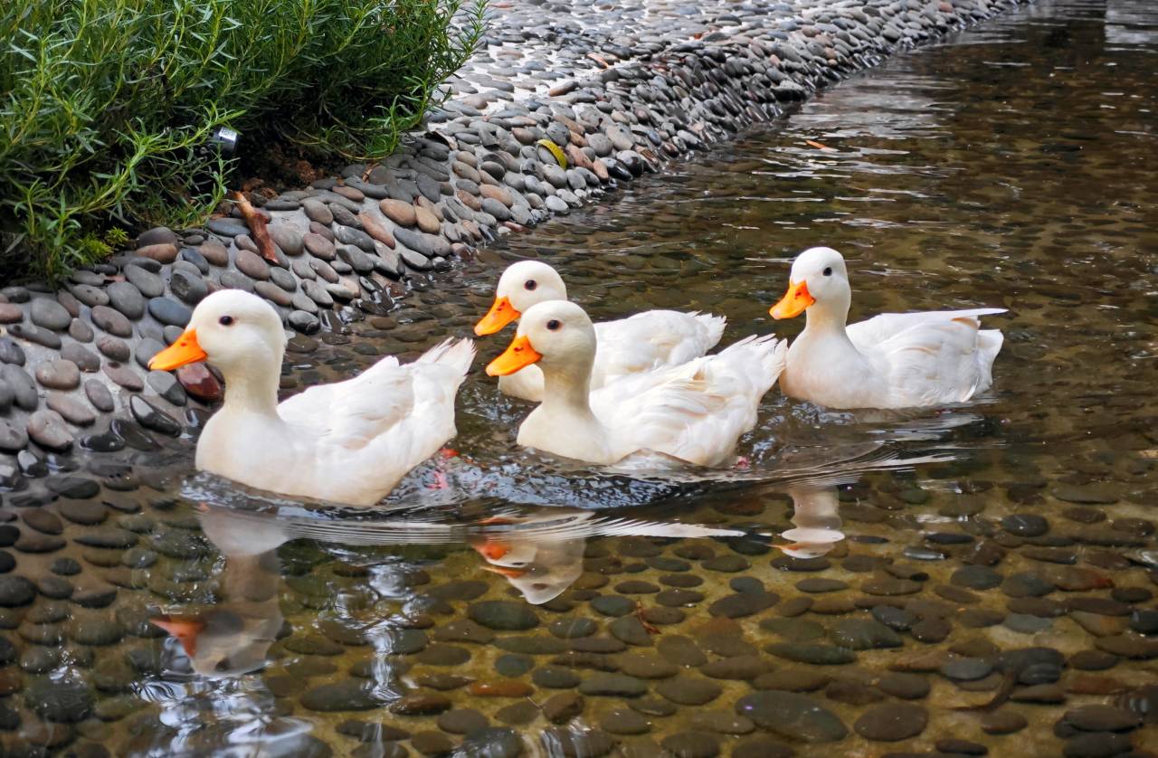 清远安野.佩乐温泉民宿图片