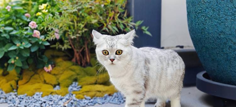 花筑·静若繁华(栾川老君山凤凰天街店)图片