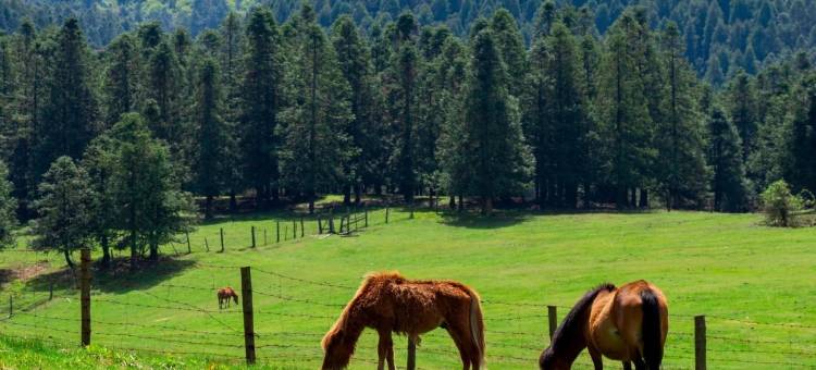 花筑·仙女山夜宴客栈(游客接待中心店)图片