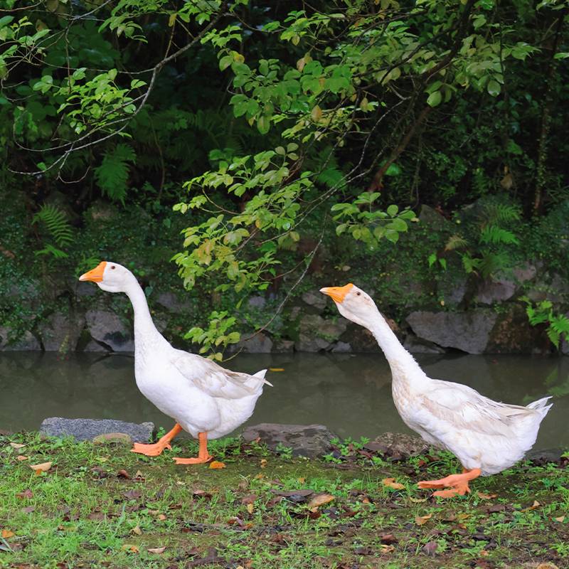 福建鲤鱼洲酒店图片