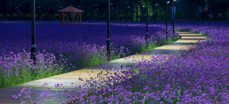 大漠花海酒店图片