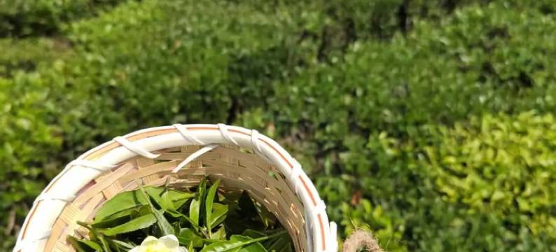 安吉茶韵·茶坞溪畔秋千溯溪泳池亲子度假美宿图片