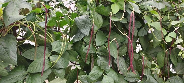 歙县徽语山房民宿(新安江山水画廊景区店)图片