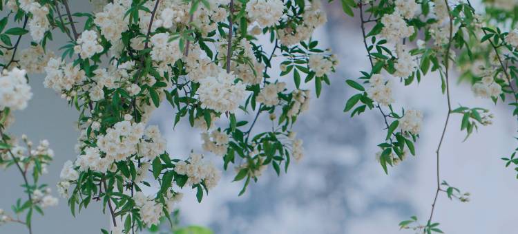 常熟日斜林西民宿图片