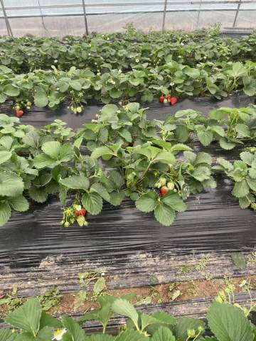 花筑·崇明杉水民宿图片