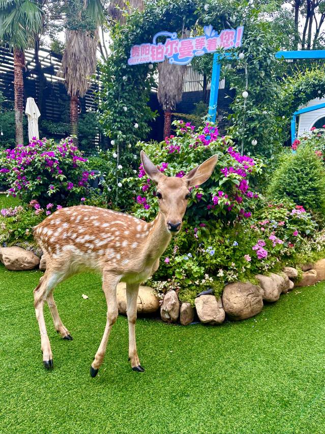 贵阳铂尔曼大酒店(甲秀楼鸿通城购物中心店)图片