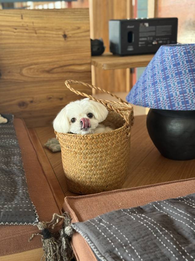 大乐之野(德钦梅里雪山店)图片