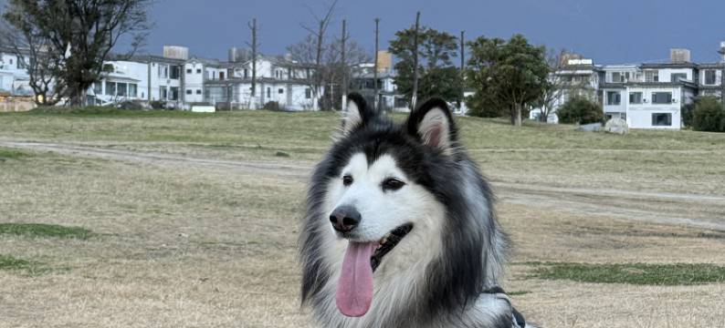 一揽芳华海景花园民宿(大理才村码头店)图片