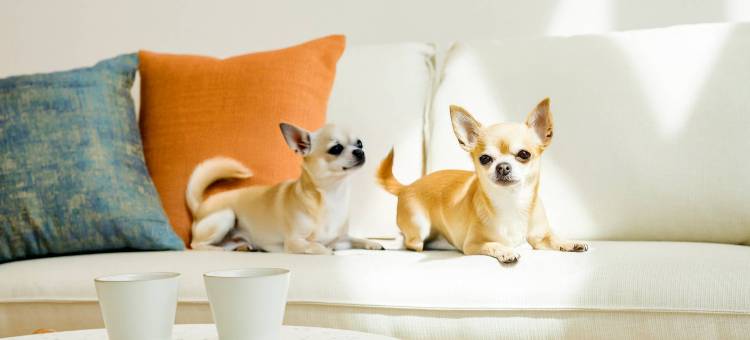 乐天住宿VILLA八岳(Rakuten STAY VILLA Yatsugatake)图片