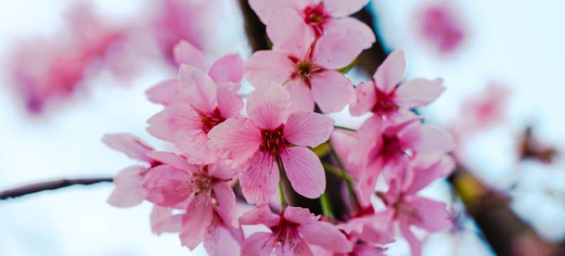 南京玄武湖Ascott雅诗阁公寓酒店图片