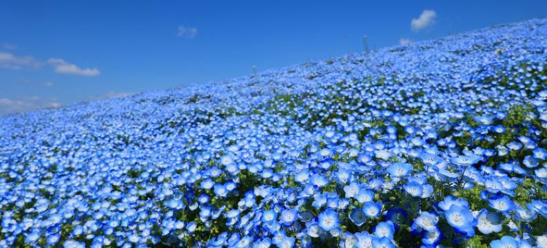 龟之井酒店 潮来(Kamenoi Hotel Itako)图片