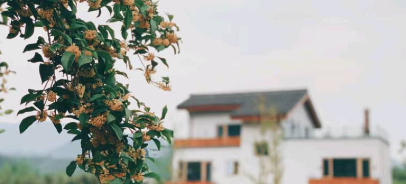 栖云·安吉茶山野奢温泉民宿图片