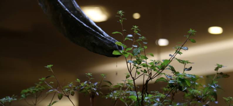 本阵平野屋 花兆庵(HONJIN HIRANOYA KACHOAN)图片