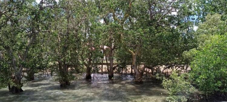 红多兹Plus酒店@巴兰班斯塔罗卡(RedDoorz Plus @ Costa Roca Balamban)图片