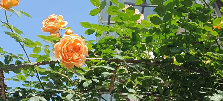 月上花影民宿图片