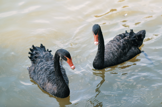 厦门五缘水乡酒店(湿地公园店)图片