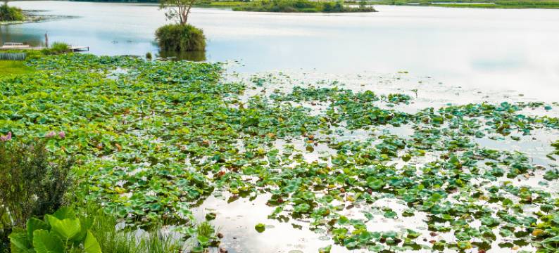 普者黑野璞田园湖景精品酒店图片