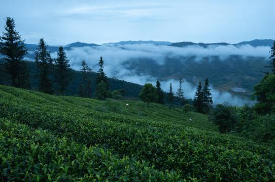 普洱倚象山营地暨半山酒店图片