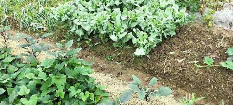 一半山野民宿(庐江店)图片