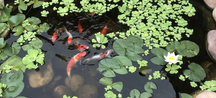 云上扶摇古风民宿(隋唐应天门洛邑古城店)图片