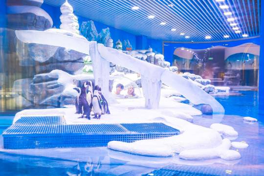 上海金橋海昌企鵝度假酒店