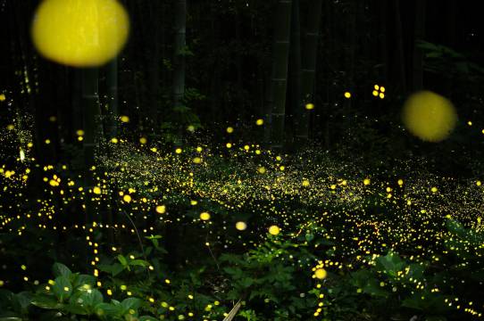 溧阳美岕山野温泉度假村图片