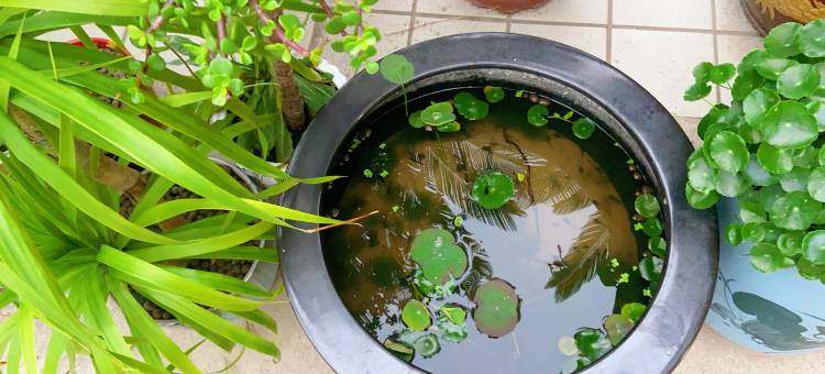 盐城香格里拉宾馆(江苏医药职业学院 )图片