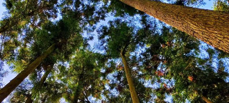 石柱林悠居避暑山庄图片