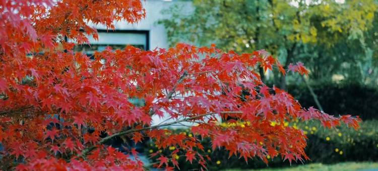 月隐花·美宿(成都新都店)图片