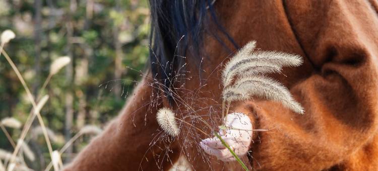 九龙岄谷·拂晚民宿图片