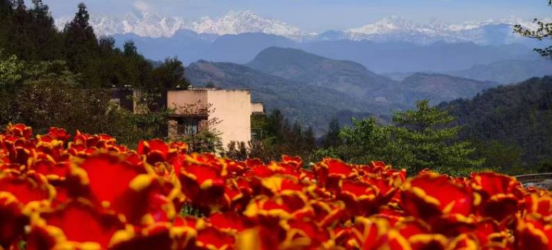 桌山黑石公园花田客栈图片