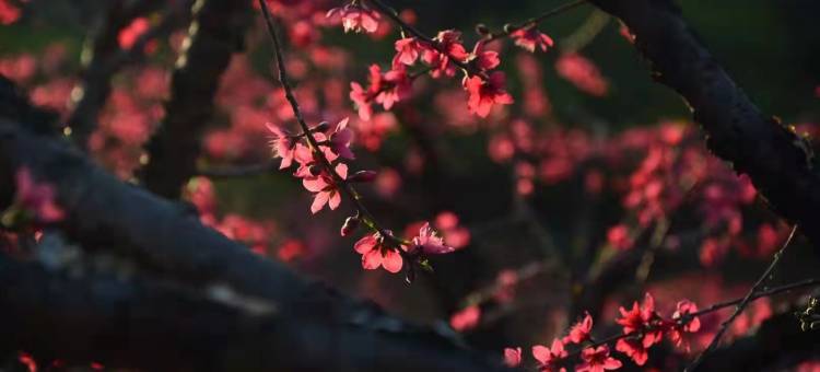 连平趣田野民宿图片