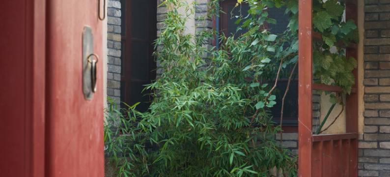 两棵冬青海岸庭院民宿(烟台山景区店)图片
