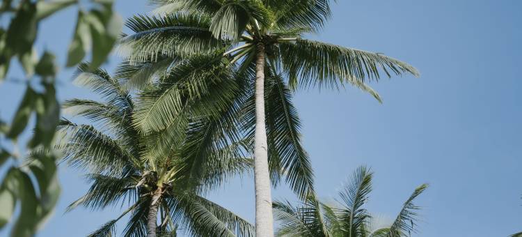 阿迪瓦娜杰利塔塞茹巴纳图纳酒店(Adiwana Jelita Sejuba Natuna)图片