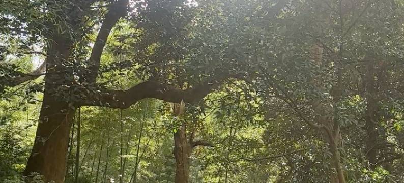 松阳云隐山境综合体民宿图片
